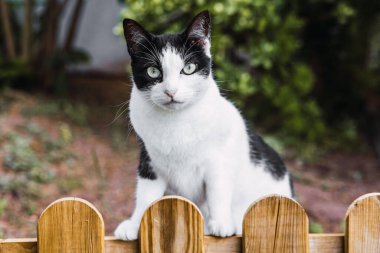 Bir kedi doğrudan kameraya bakar.