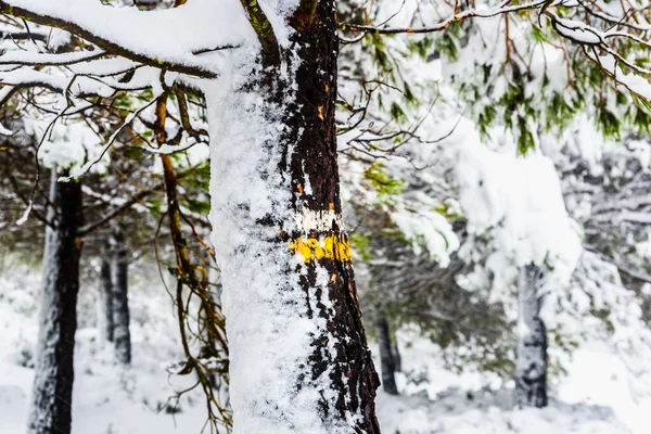 Puunrunko Jossa Lumen Peittämän Vaellusreitin Suuntanumerot — kuvapankkivalokuva