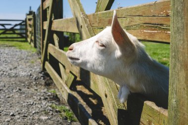 Dost canlısı bir keçi, sıcak güneş ışığıyla yıkanmış, kırsal ahşap bir çitin boşluklarından gizlice bakar. Bu huzurlu çiftlik yakınlarda yeşil otlaklarla huzur yayıyor..