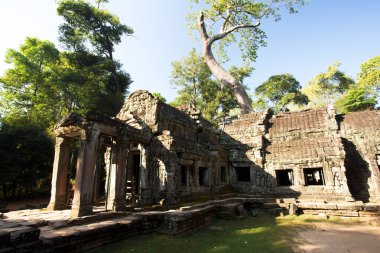 Ta Prohm Tapınak, tapınak Angkor, Kamboçya