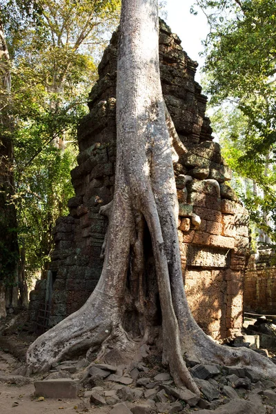Temple Prohm Temples Angkor Cambodge — Photo
