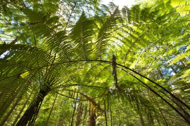 Orman ağaç Ferns ve dev Redwoods içinde Whakarewarewa orman yakınındaki Rotorua, Yeni Zelanda