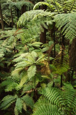 Orman ağaç Ferns ve dev Redwoods içinde Whakarewarewa orman yakınındaki Rotorua, Yeni Zelanda