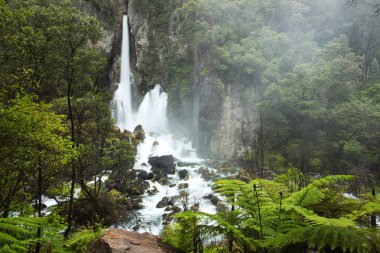 Güzel yeşil Tarawera Falls, Yeni Zelanda