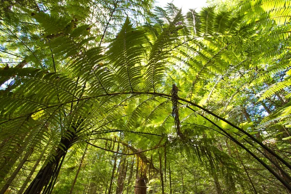 Orman ağaç Ferns ve dev Redwoods içinde Whakarewarewa orman yakınındaki Rotorua, Yeni Zelanda
