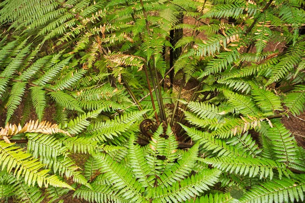 Forest Tree Ferns Giant Redwoods Whakarewarewa Forest Rotorua New Zealand — Stock Photo, Image