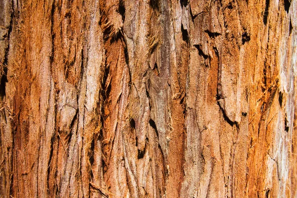 Jätten Redwood träd textur, bakgrund — Stockfoto