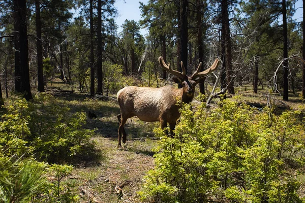 Älg (Cervus elaphus) i skogen under soliga dagar — Stockfoto