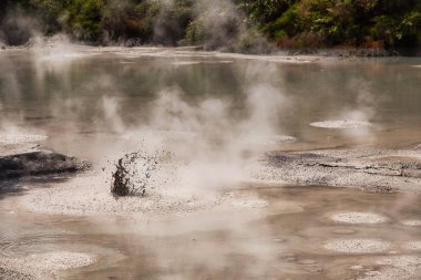 Rotorua yakınlarındaki Wai-O-Tapu Jeotermal Alan Çamur Havuzu, Yeni Zelanda