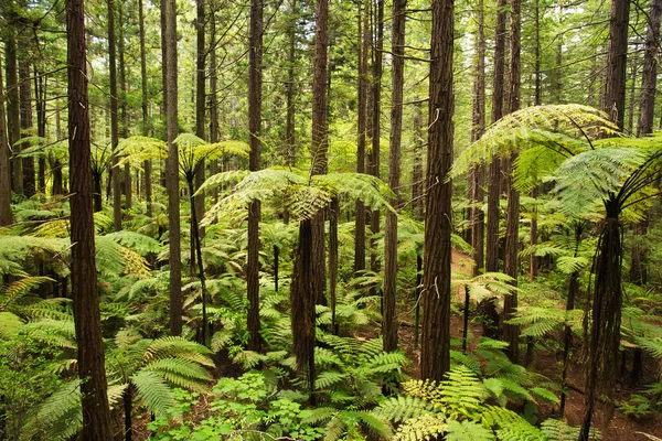 Orman ağaç Ferns ve dev Redwoods içinde Whakarewarewa orman yakınındaki Rotorua, Yeni Zelanda