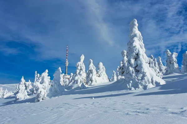 Majestätiska Vinterlandskap Glödande Solljus Dramatisk Vintrig Scen Läge — Stockfoto