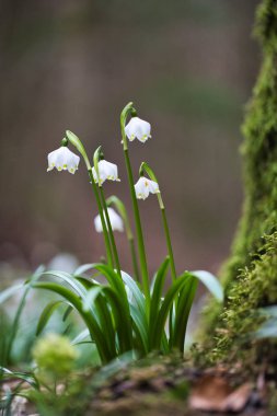 Bahar Kar tanesi Çiçeği (Leucojum vernum) Peak Blossom sırasında