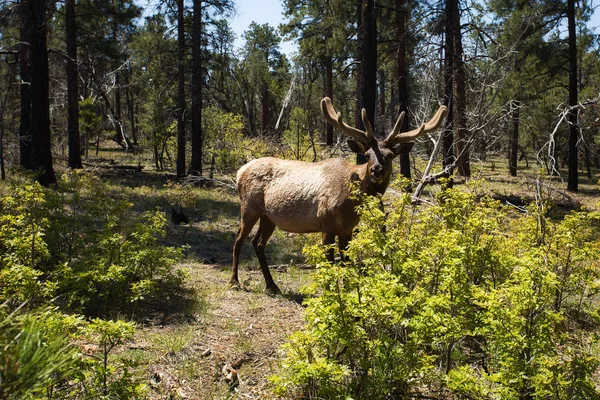 Elanden (Cervus elaphus) in het bos tijdens de zonnige dag — Stockfoto