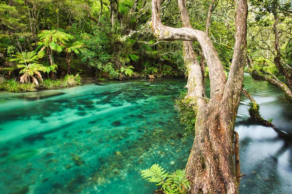 Río Tarawera en el Bosque de Tarawera en Isla Norte, Nueva Zelanda —  Fotos de Stock