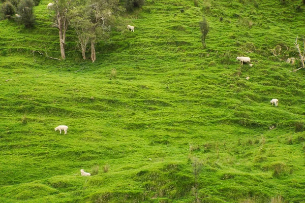 Campo de Nueva Zelanda con ovejas en la colina —  Fotos de Stock