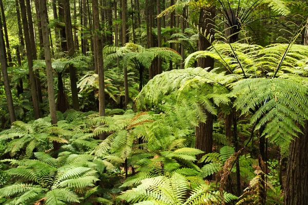 Orman ağaç Ferns ve dev Redwoods içinde Whakarewarewa orman — Stok fotoğraf