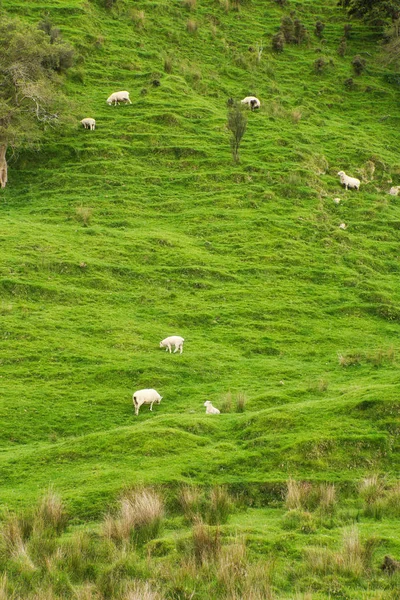 Campo de Nueva Zelanda con ovejas en la colina —  Fotos de Stock