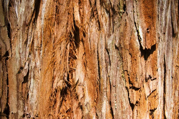 Giant Redwood Tree Texture, Background