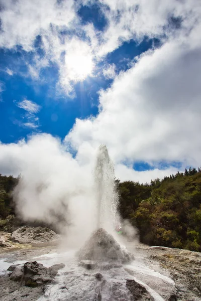 Lady Knox Geyser Při Eruptování Geotermální Oblasti Wai Tapu Nový — Stock fotografie