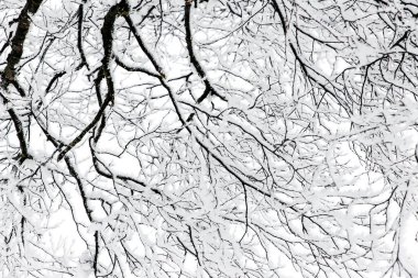 Karlı bir ağaçtan bir sürü dal.