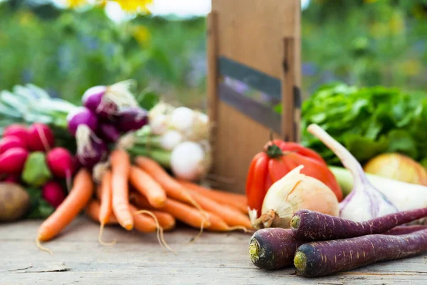 Bio Gemüse Auf Dem Tisch Konzept Ökologischer Landbau Landwirtschaft Und — Stockfoto
