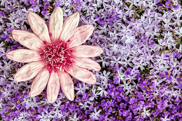 紅紫色の春の海を持つグリーティングカードピンクの紙の花が咲く — ストック写真