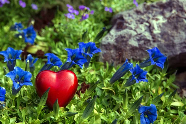 Red Heart Blue Bavarian Gentians — Stock Photo, Image