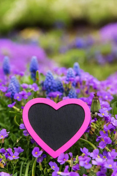 Pink Heart Front Lilacbush Grape Hyacinth — Stock Photo, Image