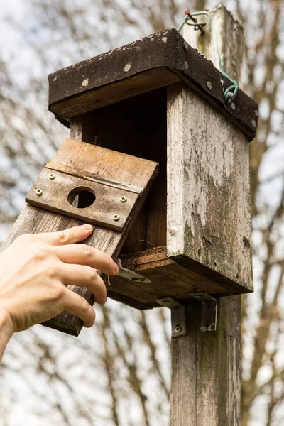 Homem Está Abrindo Uma Casa Pássaros Para Olhar Nele — Fotografia de Stock