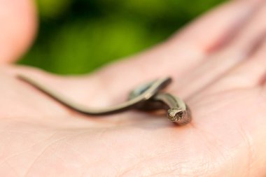 Erkek El 'deki olgunlaşmamış tüyler Anguis kırılganlığı, yakın plan, arka plan Doğa