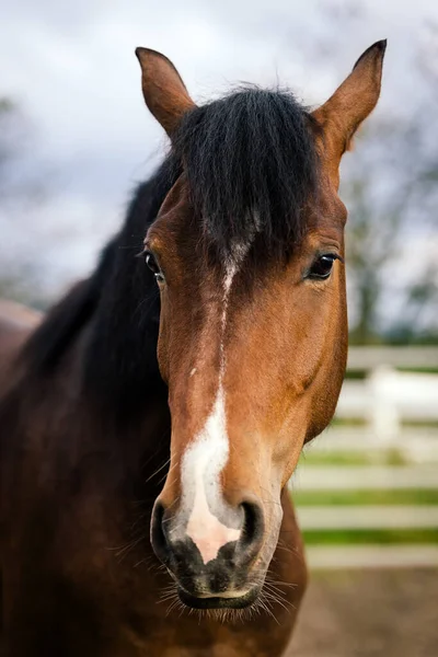 Equus Ferus Caballus Açık Hava Çayırlığında Kahverengi Bir Atın Portresi — Stok fotoğraf