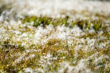 Güzelim sabah çiğ damlalarıyla, kopyasıyla