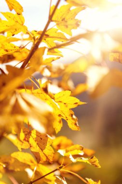 Akçaağaçtan sonbahar yaprakları, güneş ışınları, arka plan