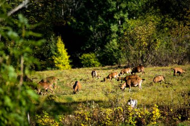 Kara Orman 'da çayırda bir sürü keçi var.