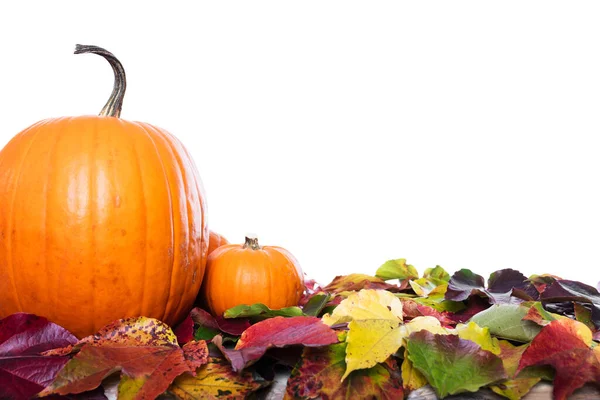 Pumpkins Leaves Isolated Front White — Stock Photo, Image