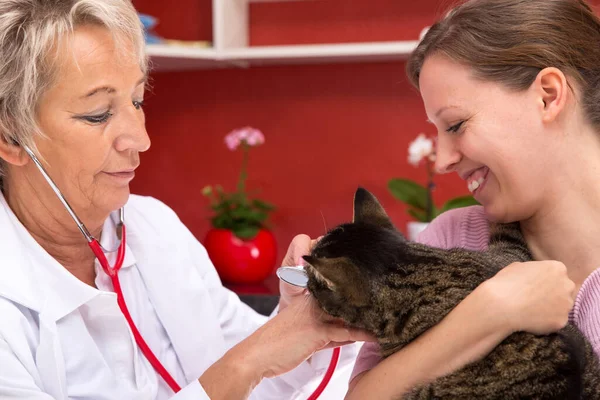 Female Aged Vet Examines Cat Young Woman Holding Cat Red — Stock Photo, Image