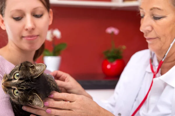 女老兽医检查猫 抱着猫的年轻女子 红色背景 — 图库照片