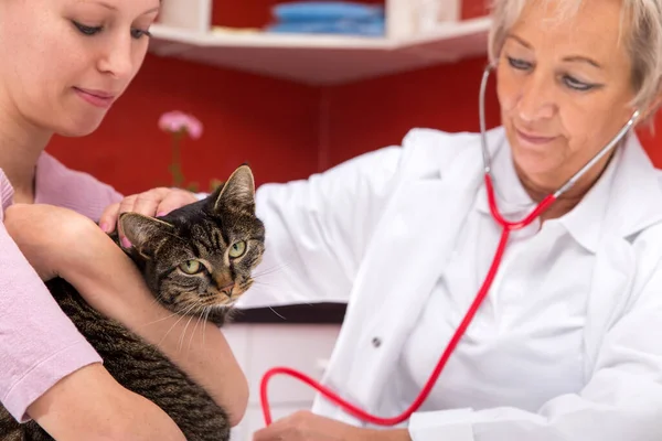 Female Aged Veterinarian Examines Cat Young Woman Holding Cat Red — Stock Photo, Image