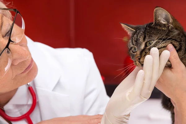 Ветеринар Осматривает Кошку Стетоскопом Красном Фоне — стоковое фото