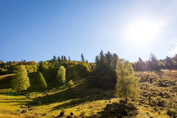 黒い森 太陽の光と木や丘 秋の季節 — ストック写真
