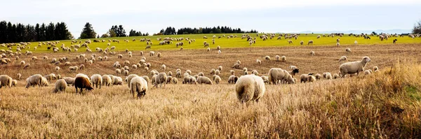 Panorama Troupeau Moutons Chèvres Broutant Sur Champ — Photo