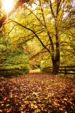 Güzel duvar kağıdı, sonbahar mevsimi, ağaç ve yapraklarla dolu patika.