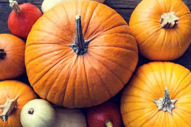 Düz yatıyordu, bir sürü turuncu ve sarı kabak çeşitleri vardı.