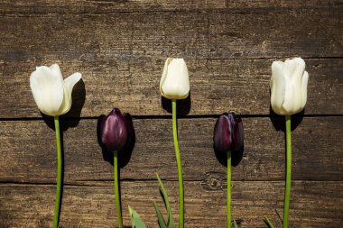 Eski ahşap bir masada beyaz ve leylak laleler, klasik, tebrik kartı.