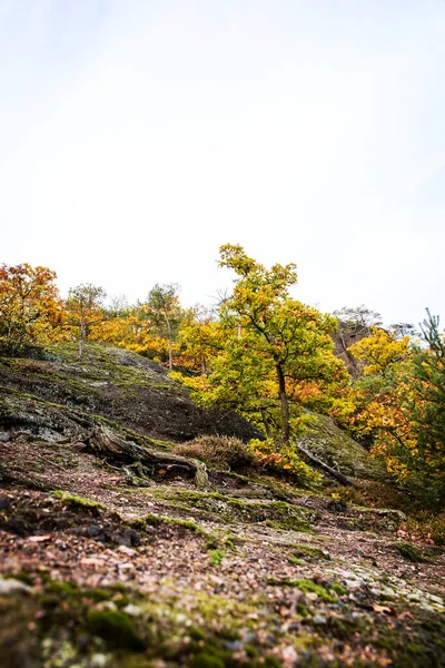 秋天长满了树木和灌木的丘陵地带 绿树成荫 — 图库照片