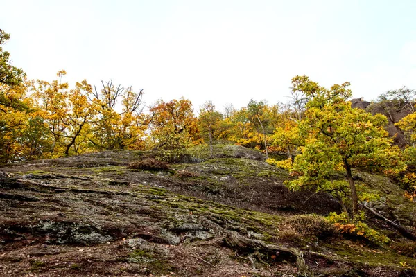 Undulating Landscape Trees Bushes Autumn Season Copyspace — Stock Photo, Image