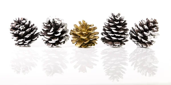 Panorama Fir Cones Snow One Them Golden Front White Background — Stock Photo, Image