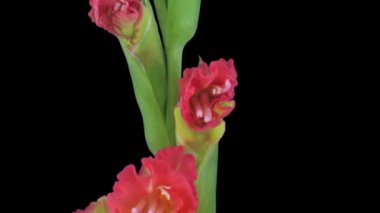 Siyah arka plan üzerinde izole Rgb + Alpha mat formatında hibrid gladiolus çiçek 3b3 açılış zaman atlamalı