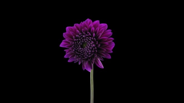 Time Lapse Van Bloeiende Paarse Dahlia Bloem 3A3 Rgb Alpha — Stockvideo