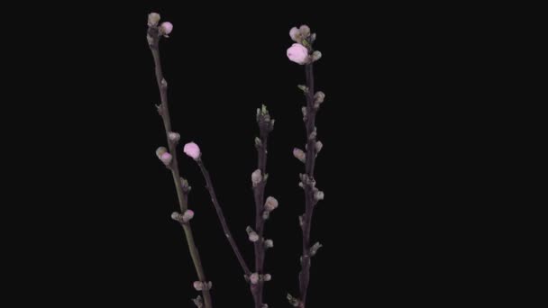 Time Lapse Blooming Rotating Peach Prunus Persica Tree Branches 2C2 — Vídeos de Stock